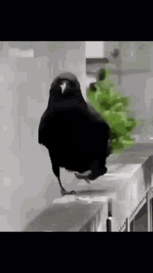 314B84CB-2509-42EE-B392-75D656330BF8.gif