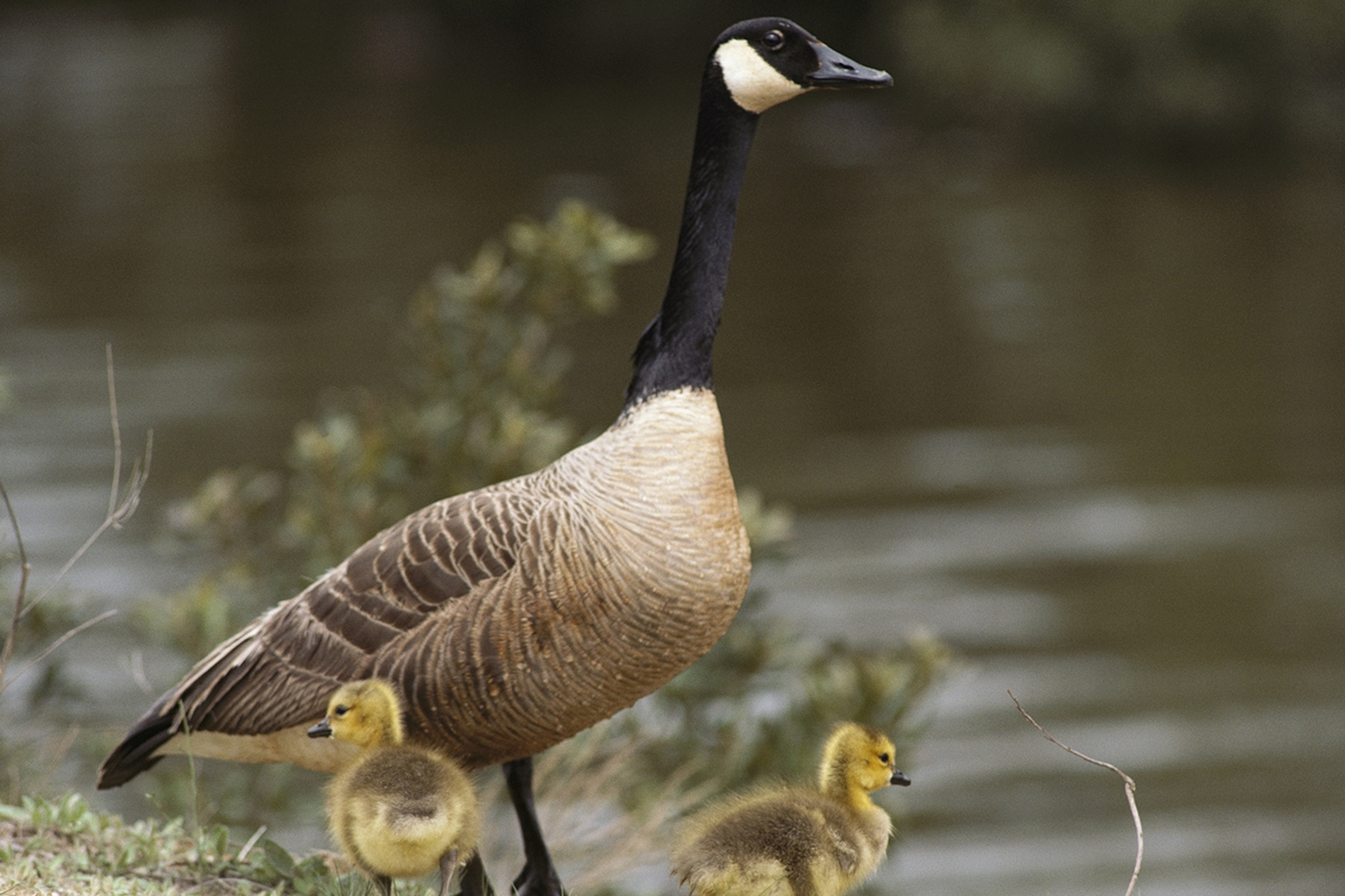 canada-goose-goslings-babies_3x2.jpg