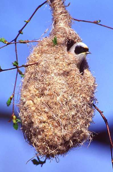 Penduline Tit.jpg