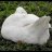 The Asexual Goose