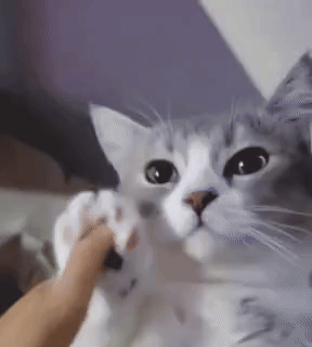 NAlMKcF.gif