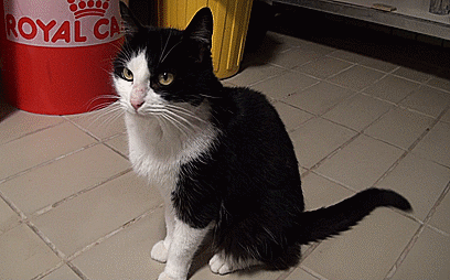 dont-pet-me-cat-gif