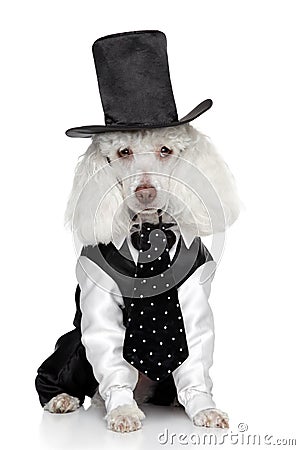 funny-toy-poodle-in-a-tuxedo-and-hat-thumb21611134.jpg